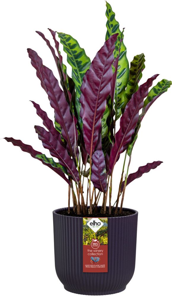 Blómapottur The Winery Ø22cm fjólublár