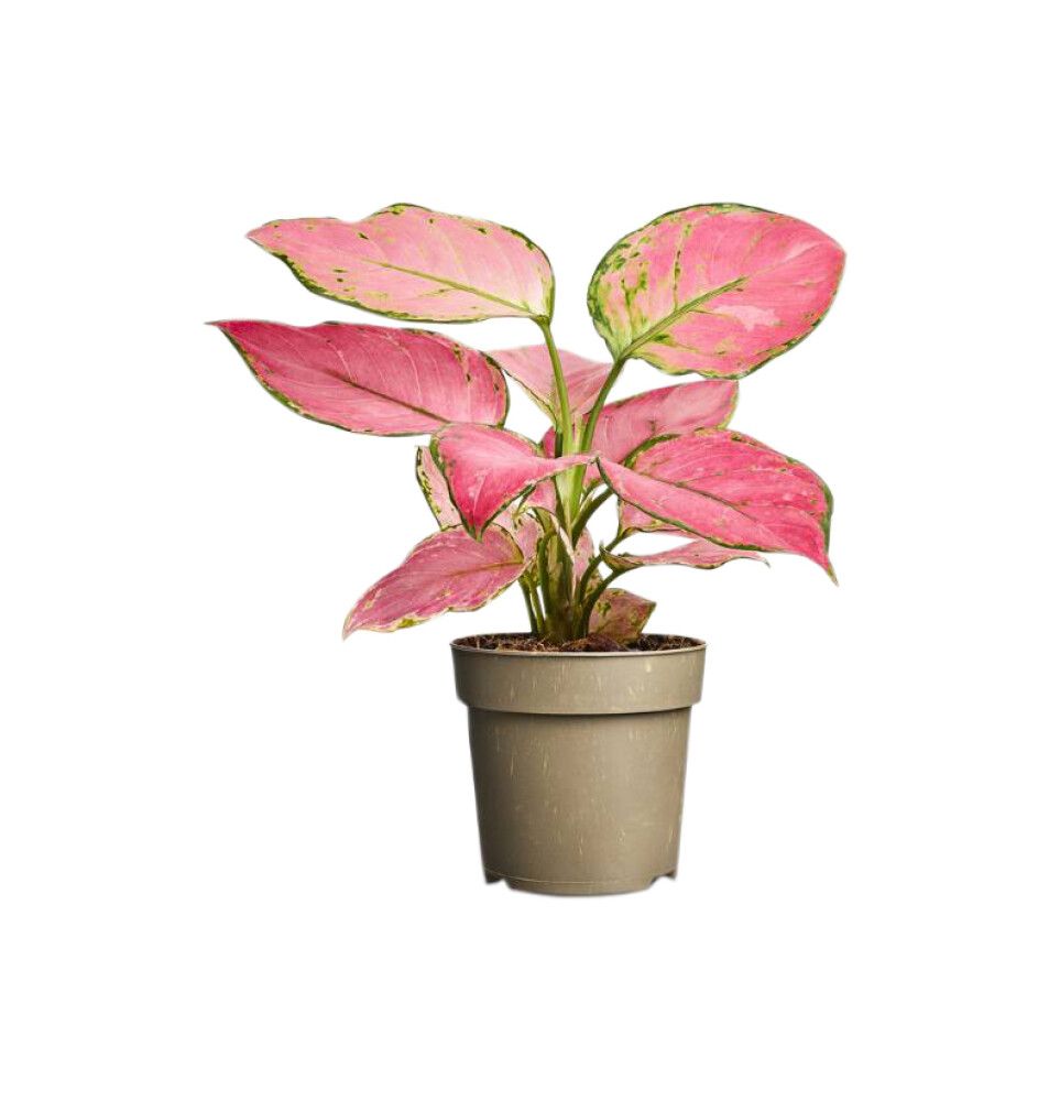 Kölluflekka Aglaonema Pinky 11cm