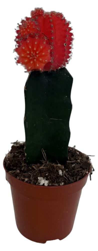 Gymnocalycium 8,5cm