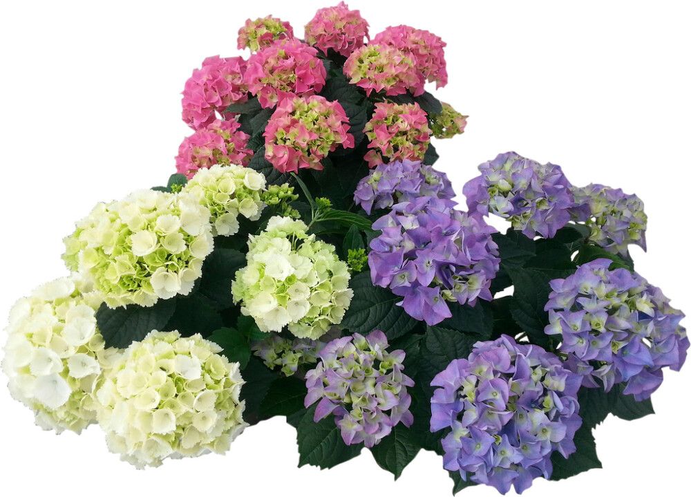 Hortensía 7+ greinar Hydrangea 23cm Margir litir