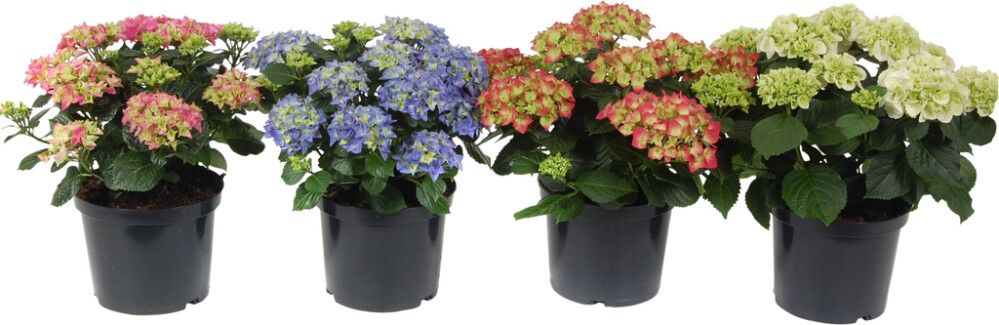 Hortensía 7+ greinar Hydrangea 23cm Margir litir
