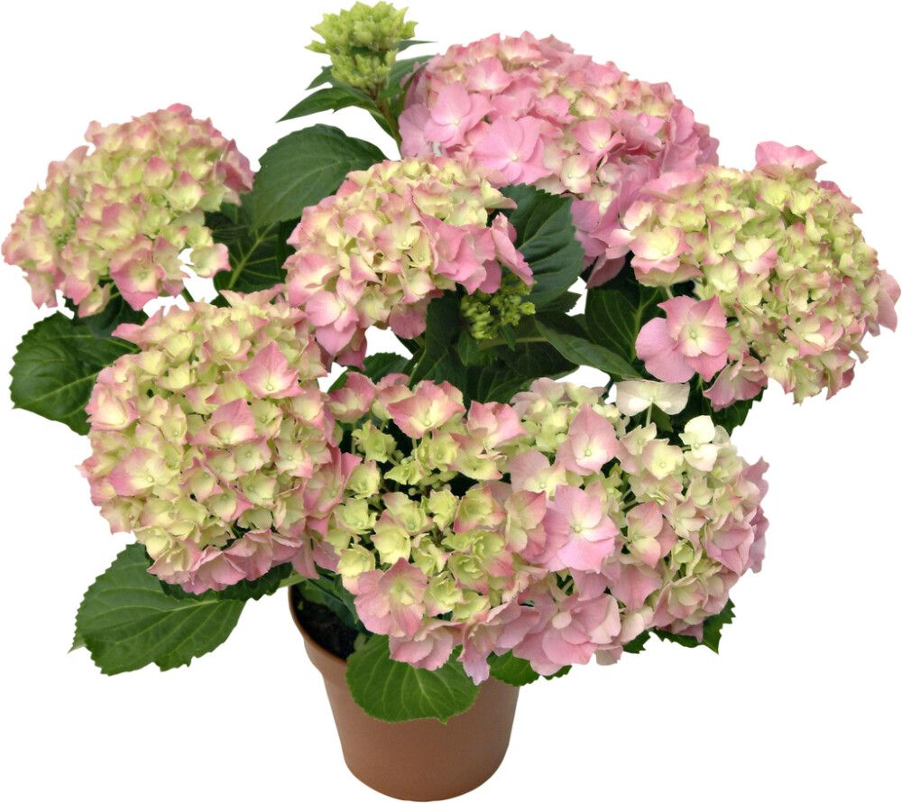 Hortensía 7+ greinar Hydrangea 23cm Margir litir