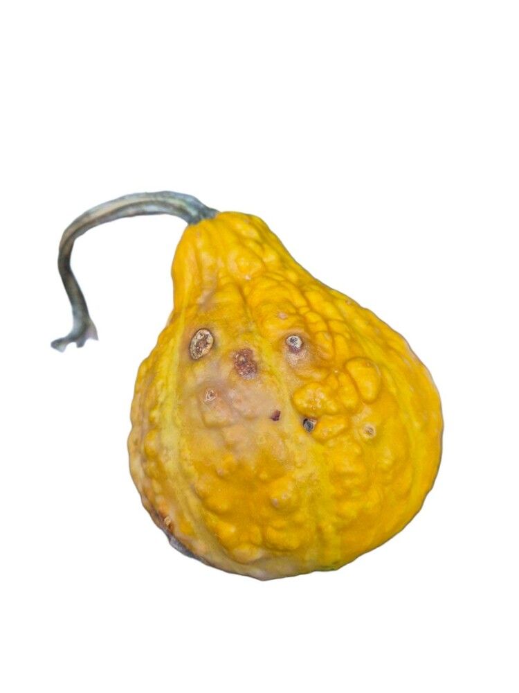 Grasker Cucurbita Sierfruit 0,25 kg (margar gerðir)