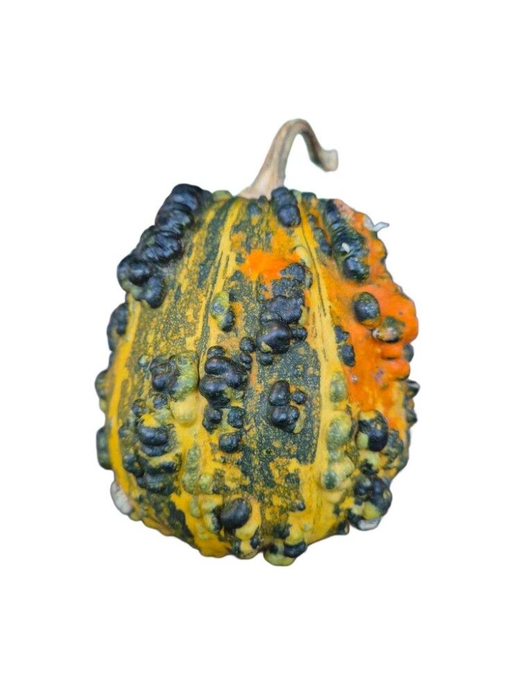 Grasker Cucurbita Sierfruit 0,25 kg (margar gerðir)