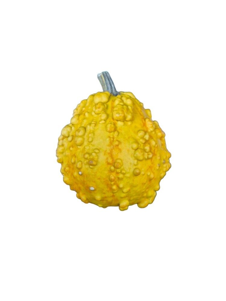 Grasker Cucurbita Sierfruit 0,25 kg (margar gerðir)