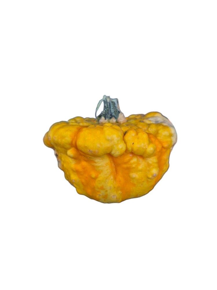 Grasker Cucurbita Sierfruit 0,25 kg (margar gerðir)