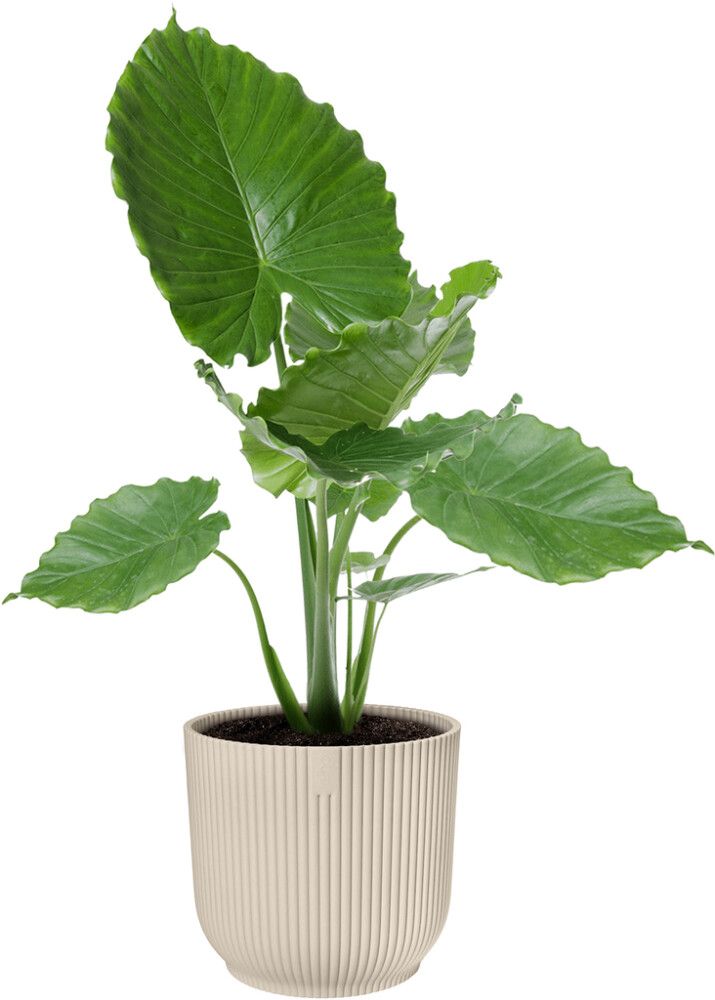 Blómapottur Vibes Fold Round Ø14cm hvítur Elho