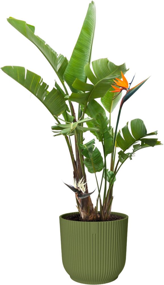 Blómapottur Vibes Fold Round Ø22cm grænn Elho