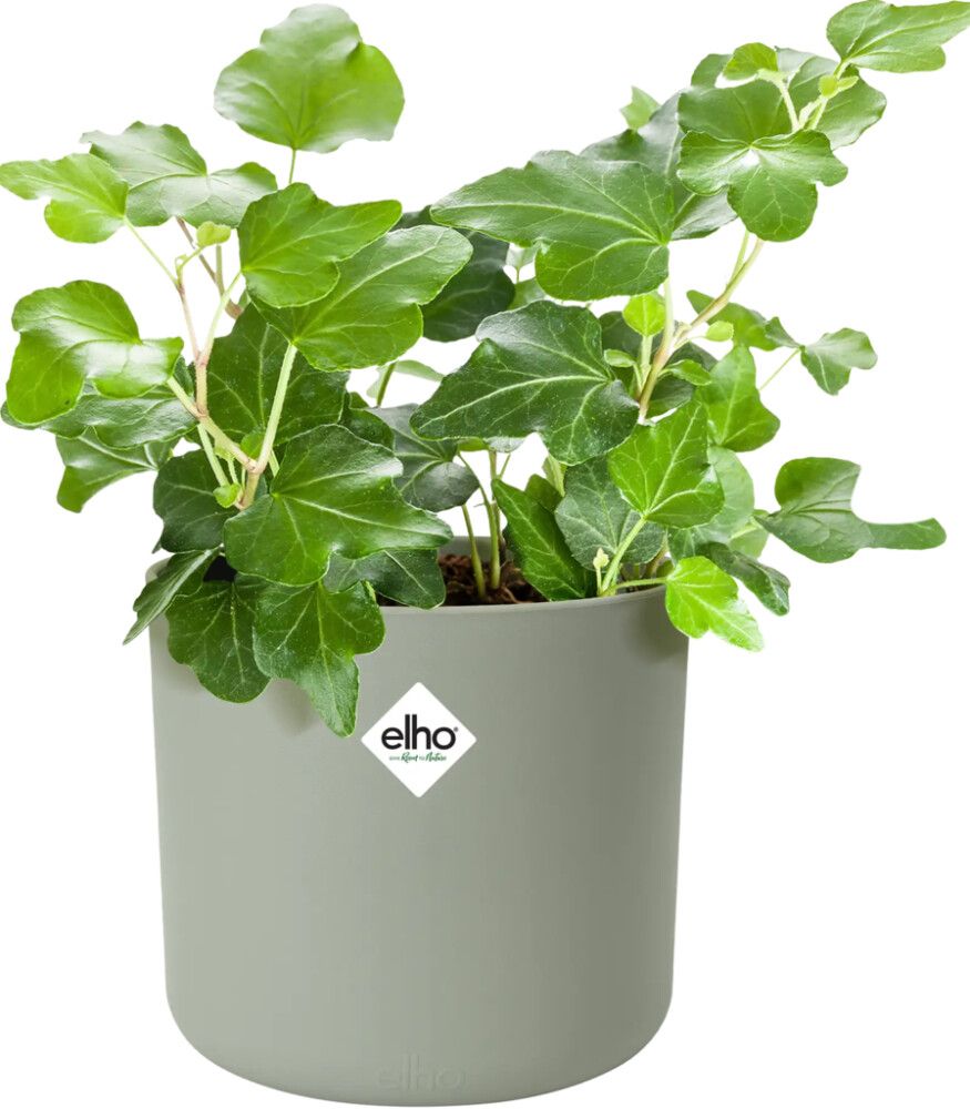 Blómapottur B.For Soft Ø16cm Elho