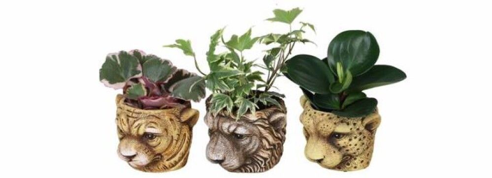 Episcia cupreata 6cm