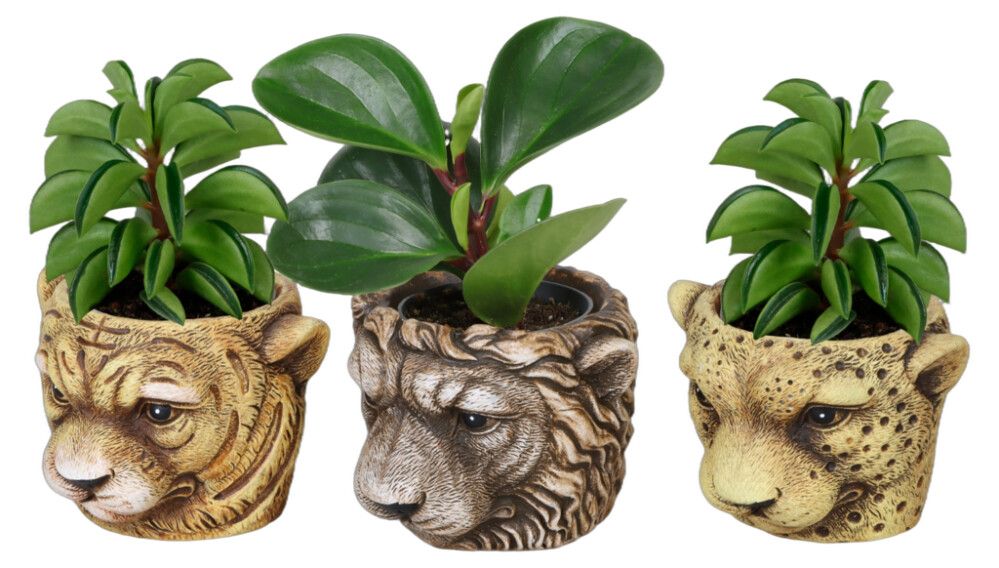 Episcia cupreata 6cm