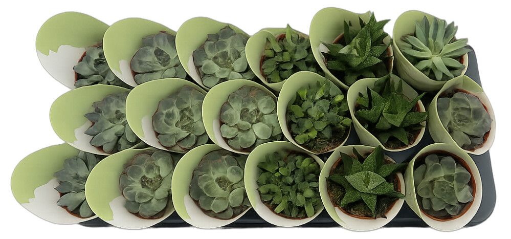 Þykkblöðunga blanda Succulent Mix 8cm