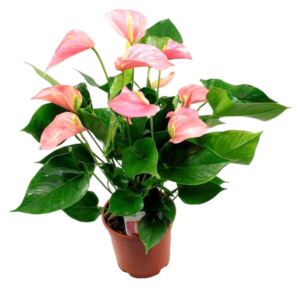 Freknulauf Hypoestes phyllostachya 6cm hvít