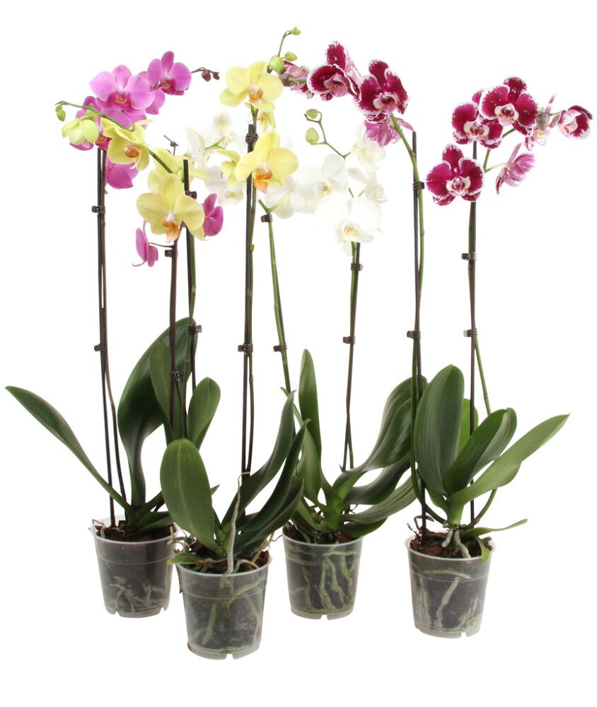 Phalaeopsis 12 cm 2 greinar