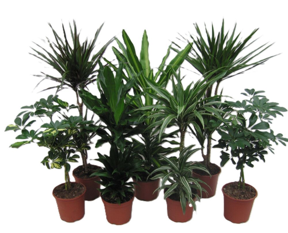 Grænar Plöntur 19cm