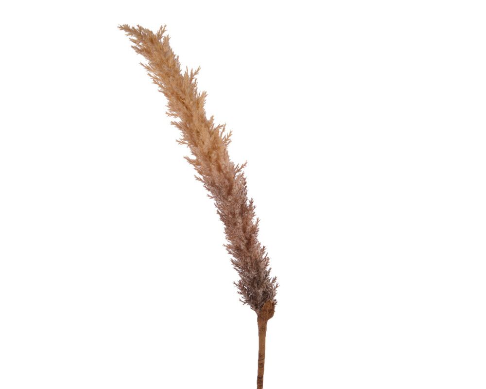 Gerviplanta gras Emerald 110cm