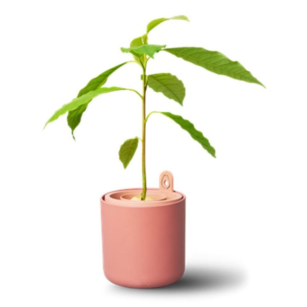 Ræktunarpottur fyrir Avocado Amazing Ø12cm terra