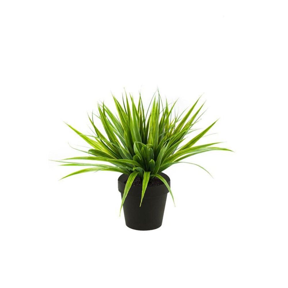Gerviplanta gras Emerald 30cm