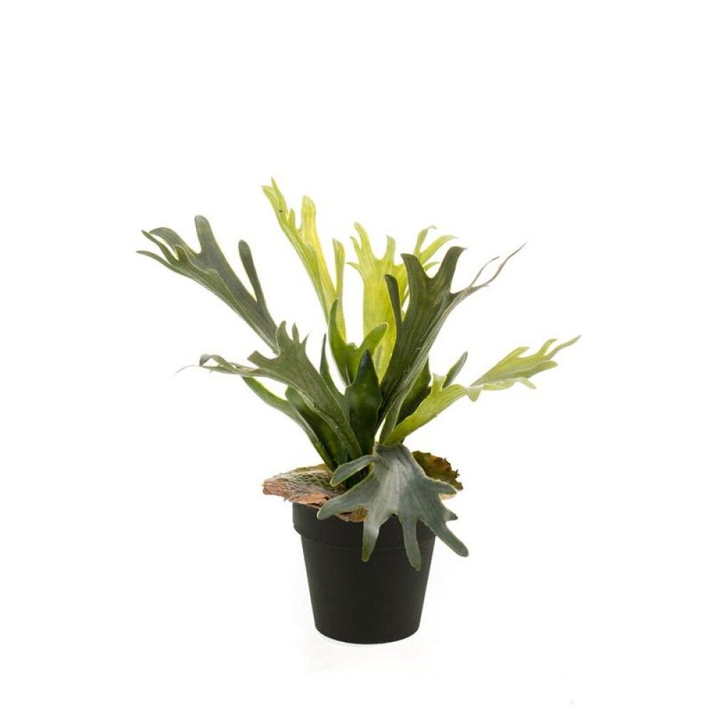 Gerviplanta fern Emerald 36cm