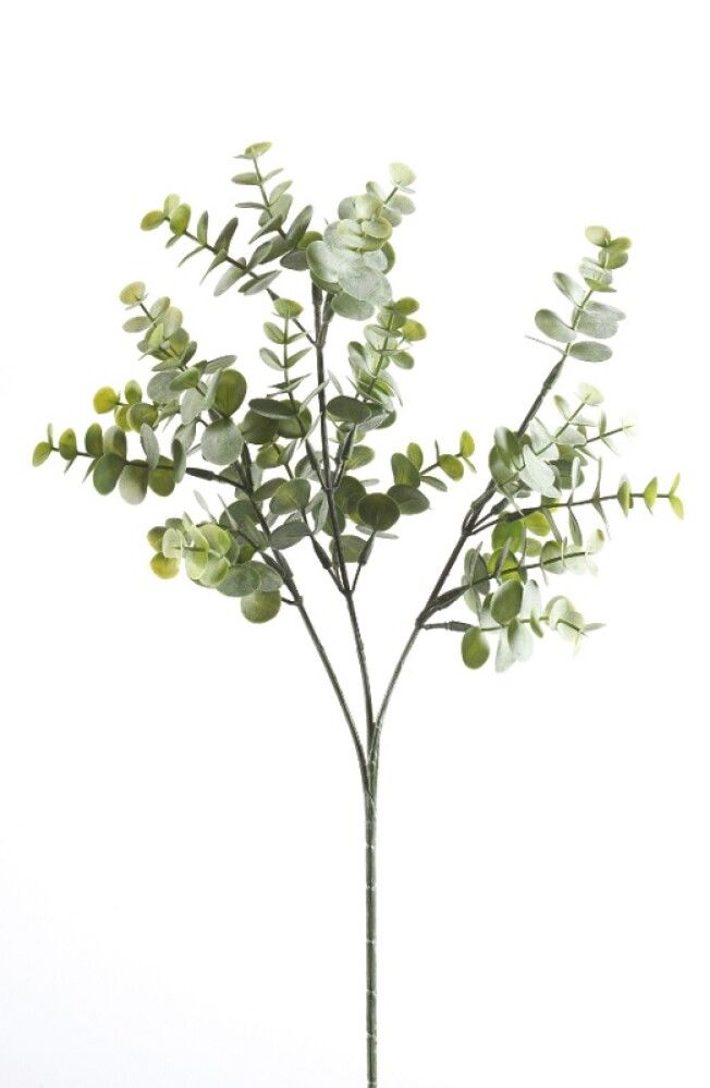 Gerviplanta grein Eucalyptus Emerald 20cm 3 stk