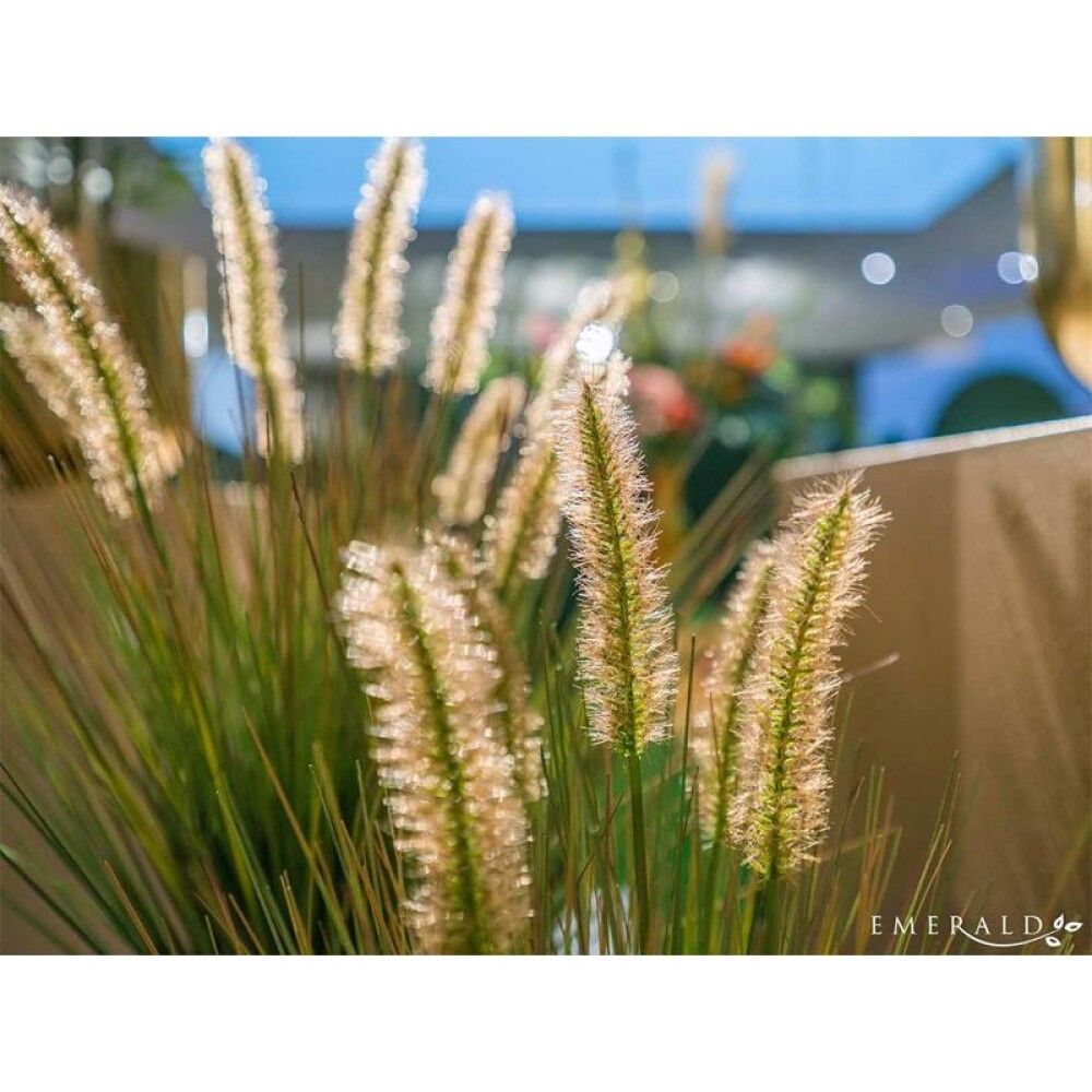 Gerviplanta gras Emerald 58cm