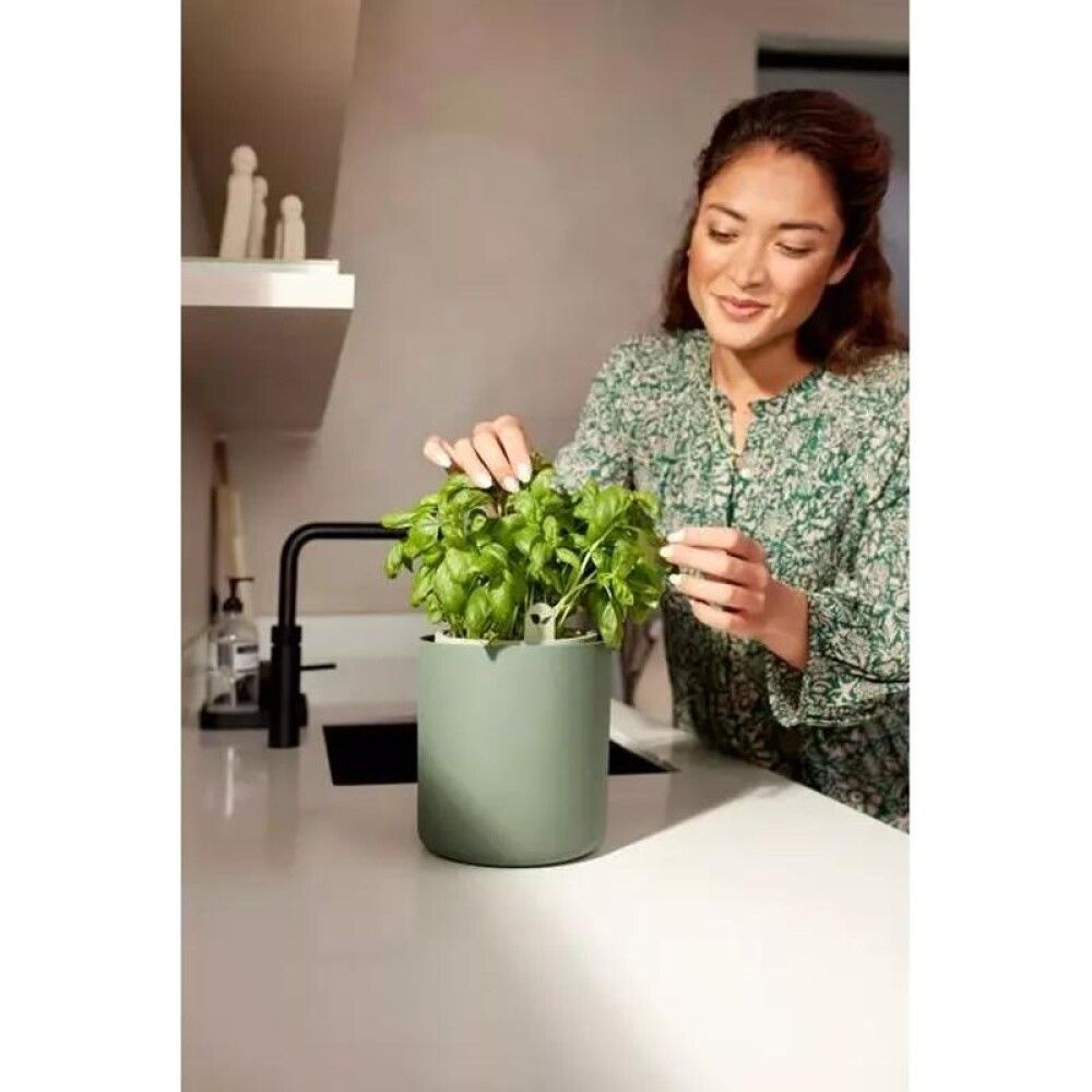 Blómapottur fyrir basiliku Bouncy Basil Ø17cm grænn