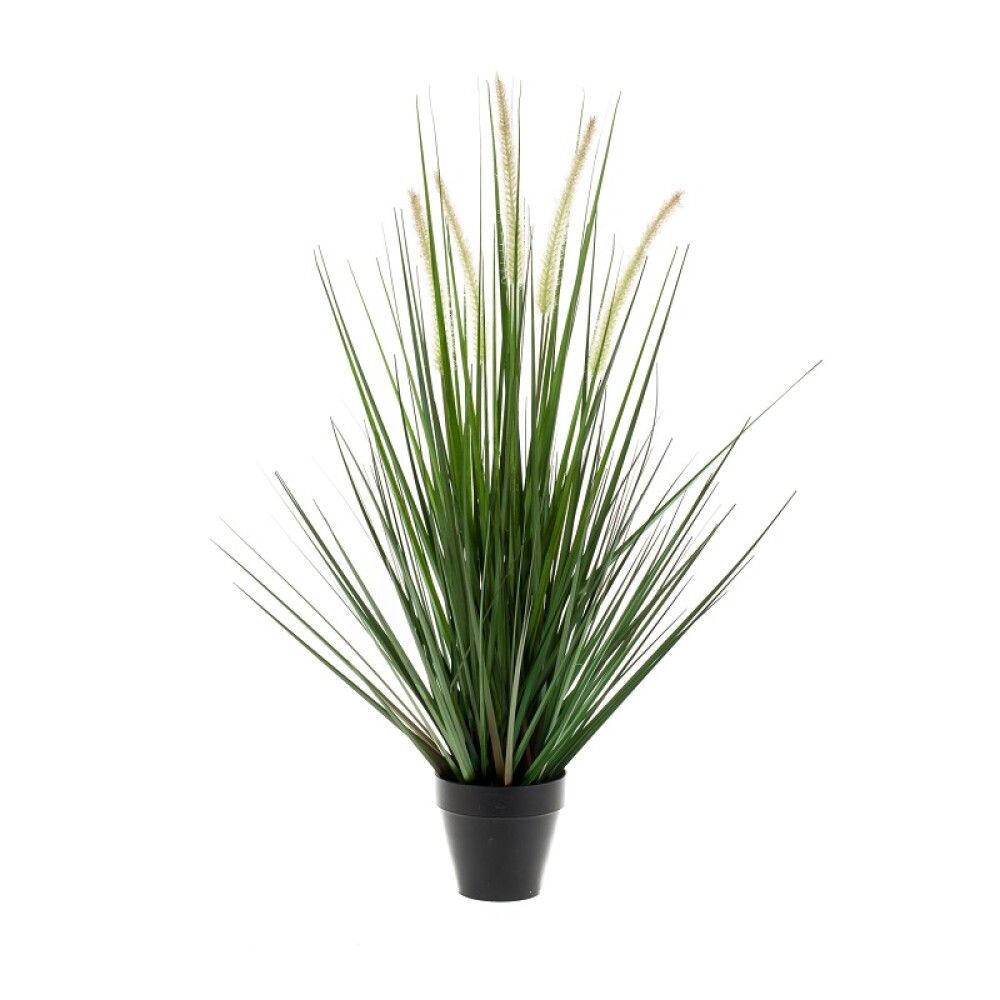 Gerviplanta gras Alopecurus Emerald 120cm