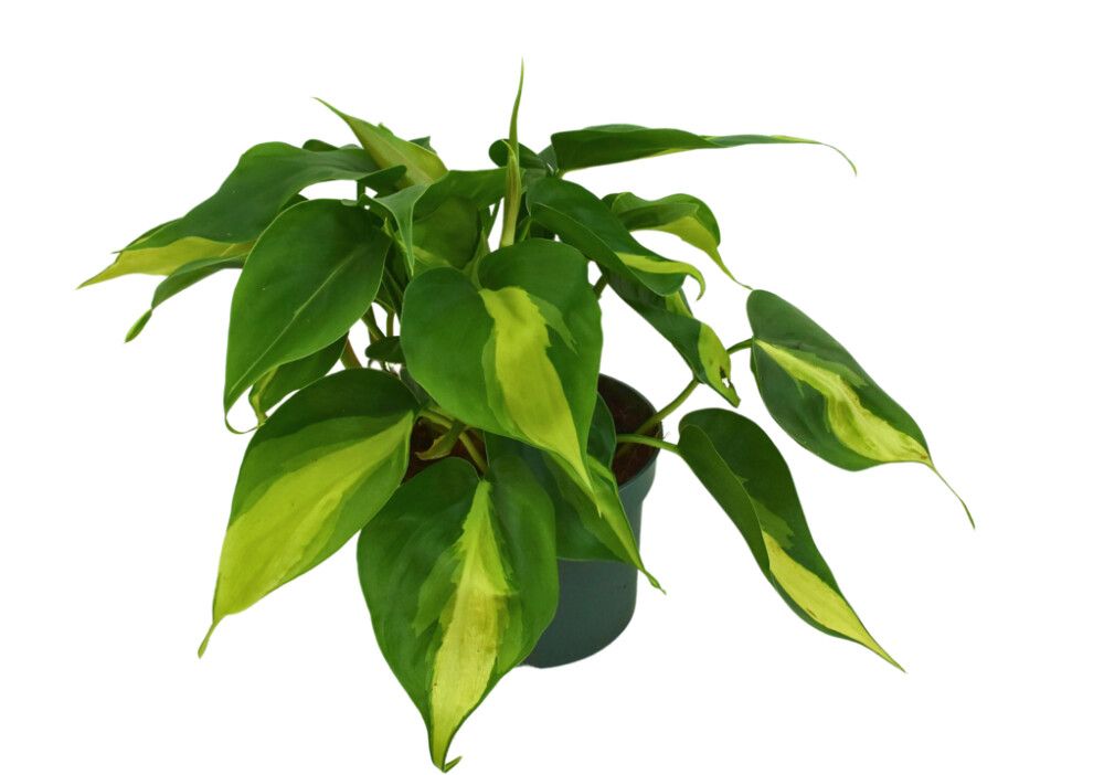 Kólfblóm Philo og Epiprenum 12cm