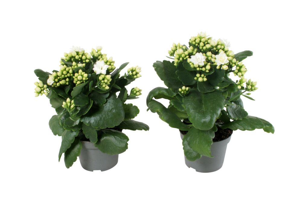 Kóraltoppur Kalanchoe 10,5cm Hvít