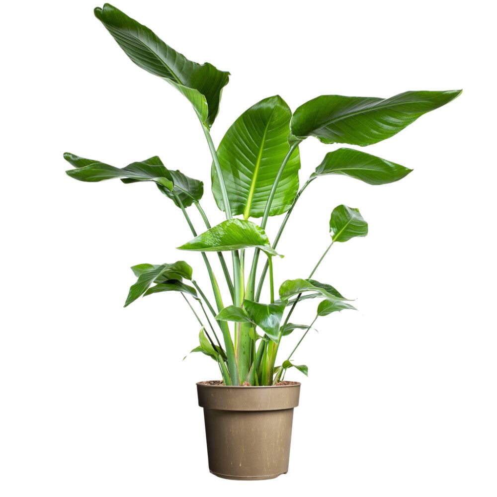 Paradísarfuglablóm Strelitzia nicolai 24cm