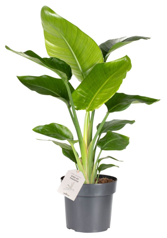 Paradísarfuglablóm Strelitzia Nicolai 17cm