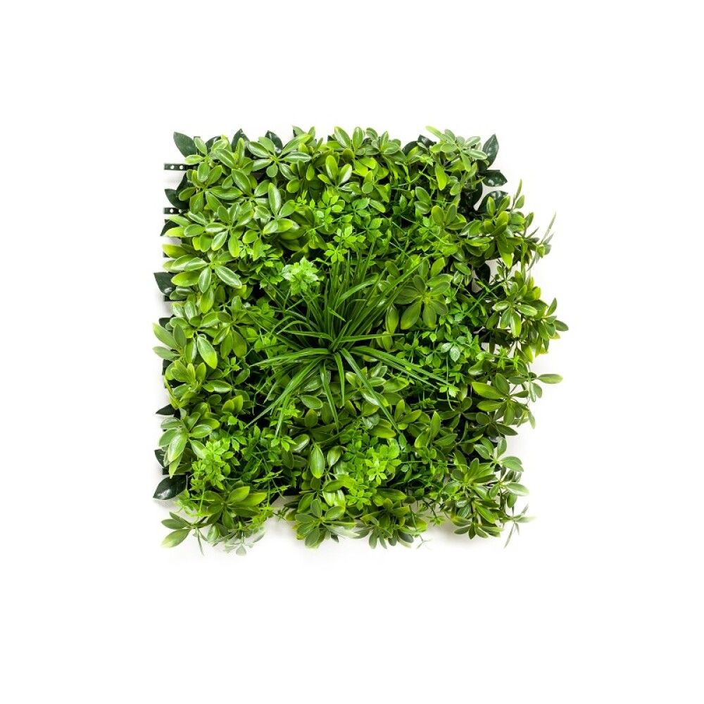 Gerviplanta motta Schefflera Emerald 50x50cm