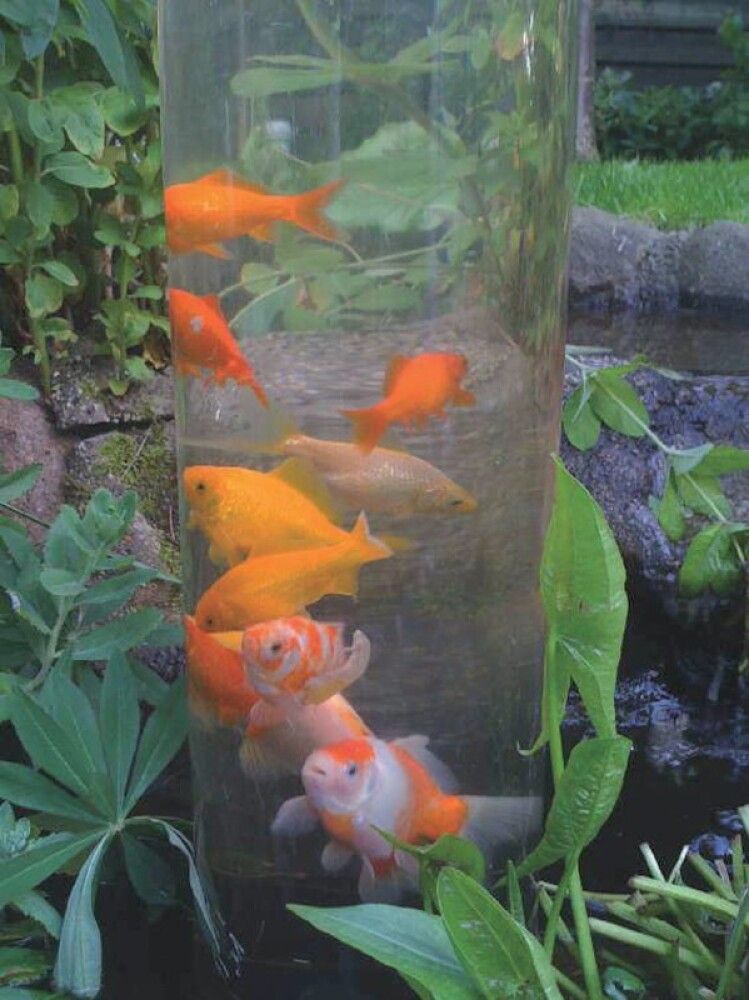 Rör fyrir fiska 50cm