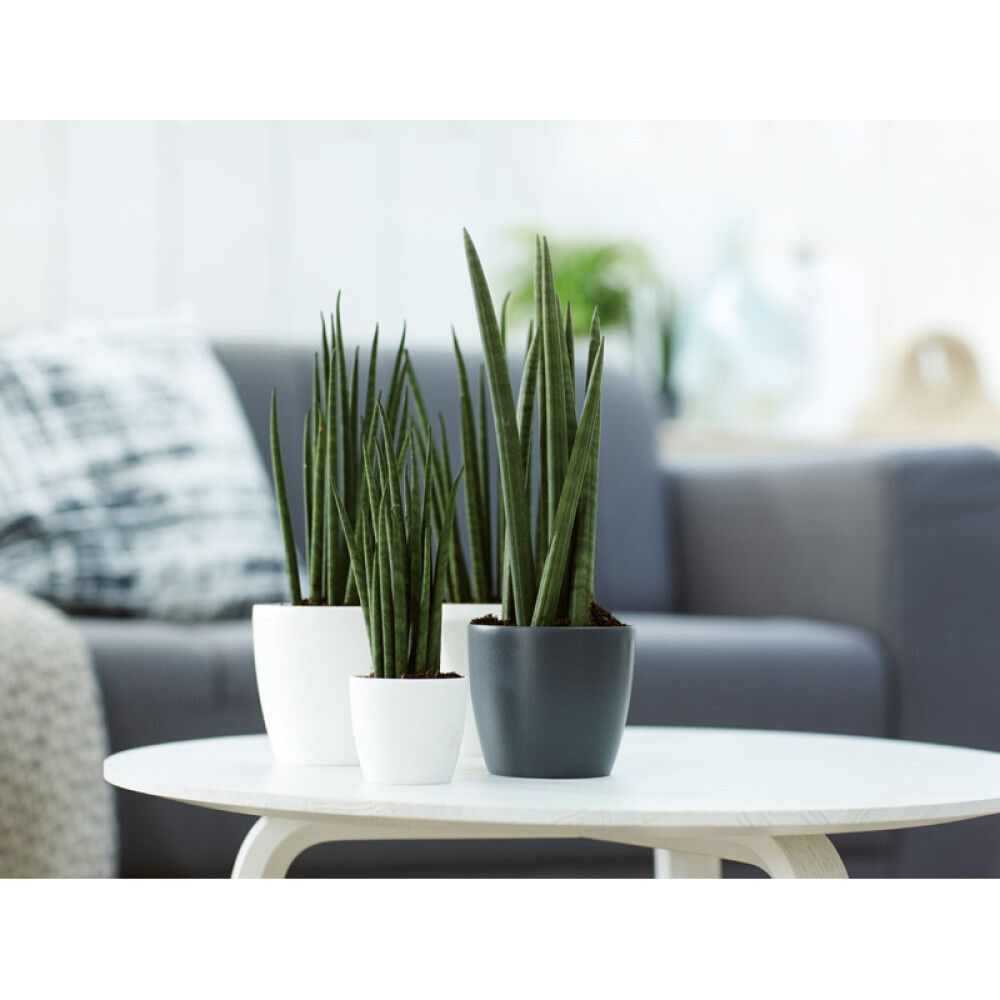 Blómapottur Brussels Round Mini Ø13cm dökkgrár