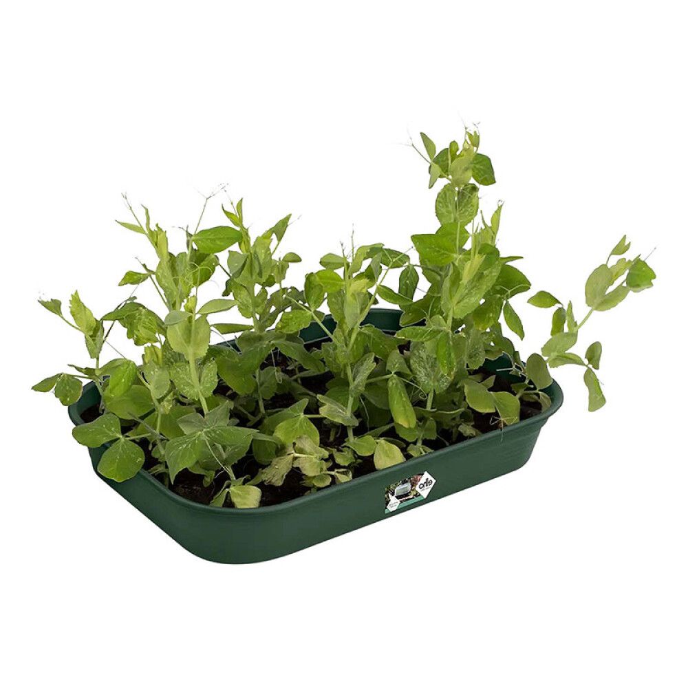 Gróðurbakki Green Basic Grow Tray M grænn
