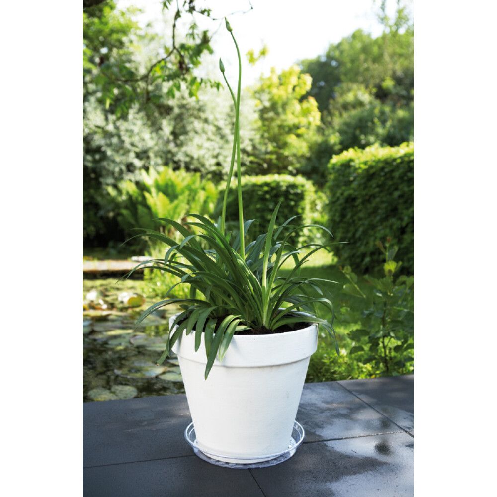 Undirskál Uni Ø24cm Elho glær