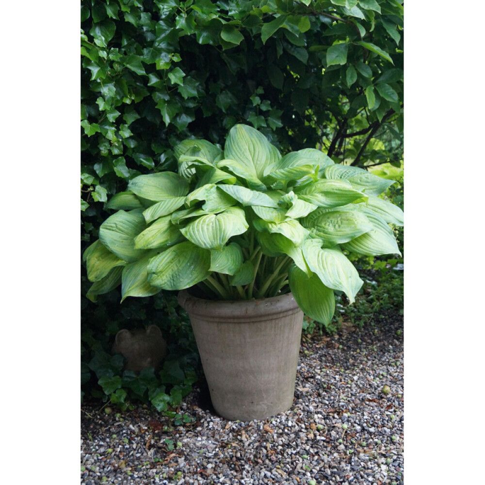 Blómapottur Straight brúnn Ø40cm Lauvring