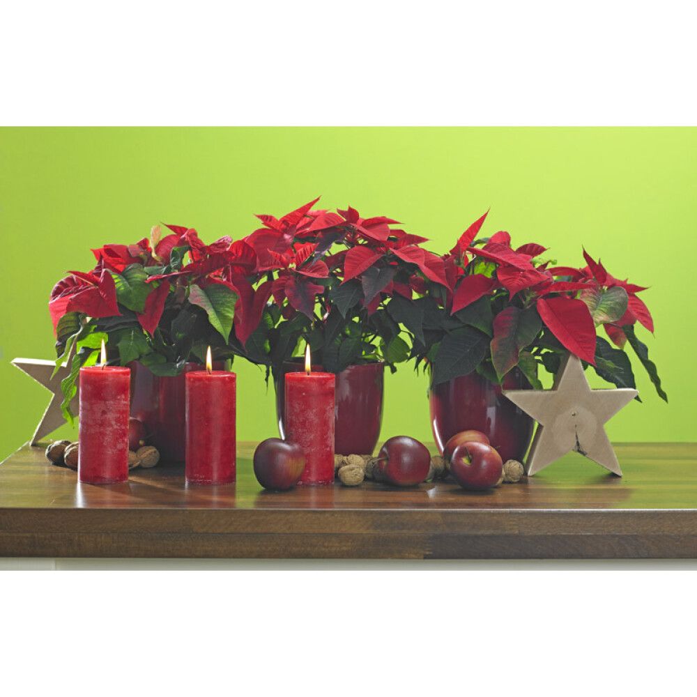 Blómapottur Basel Ø10cm bordeaux