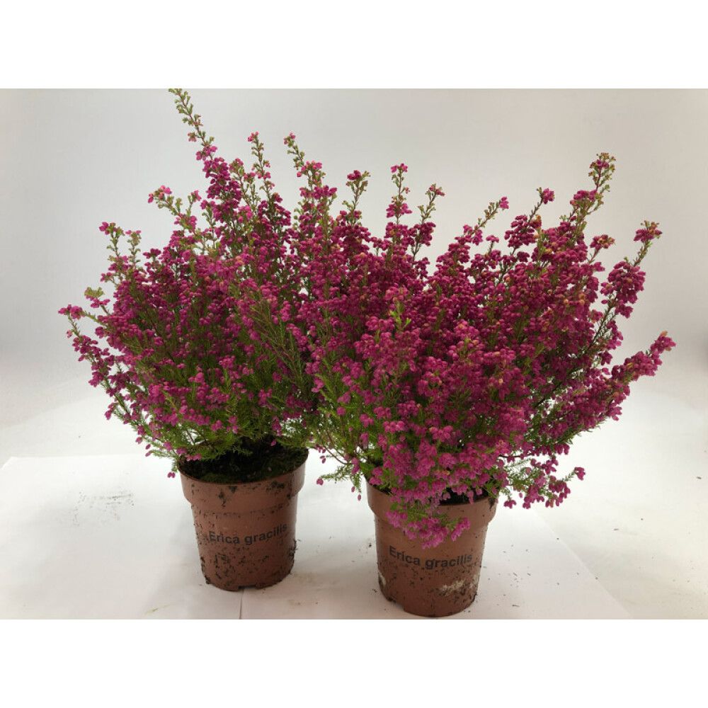 Erika Erica Gracilis 16/19 11cm