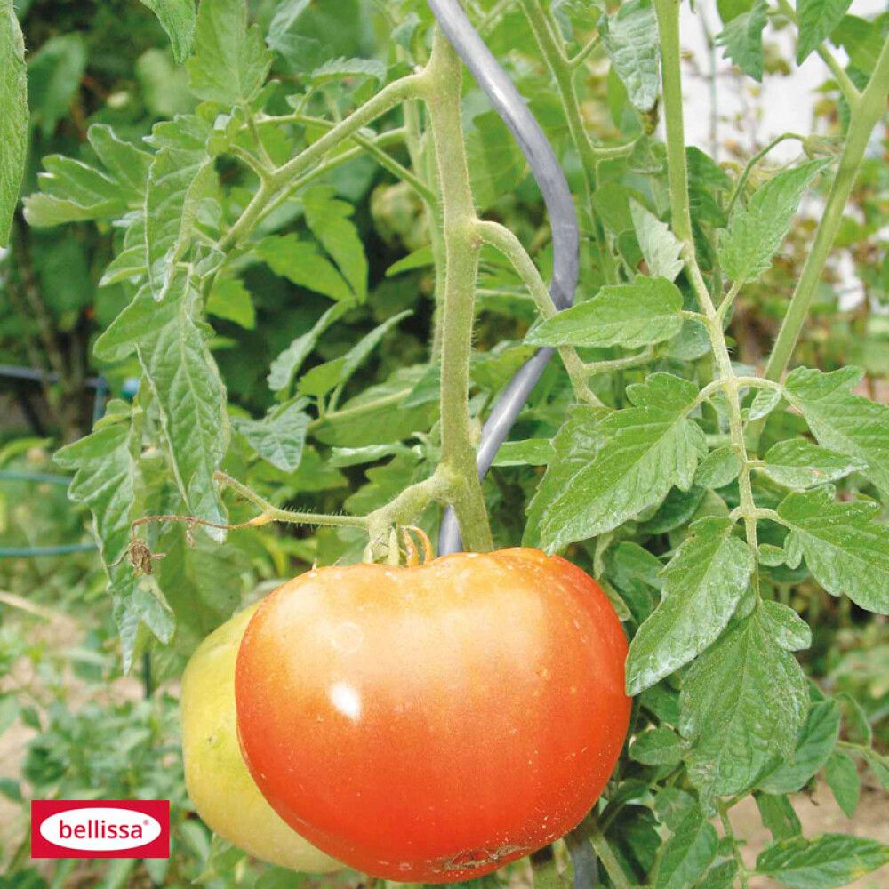 Tómatspírall 200cm Ø8mm grænn Bellissa