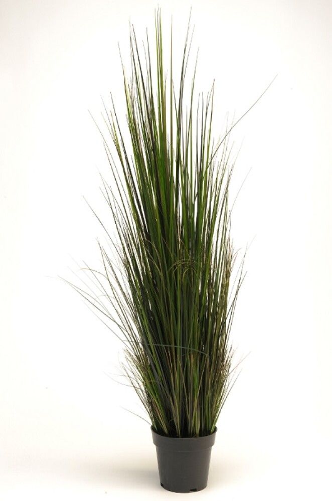 Gerviplanta gras Emerald 120cm