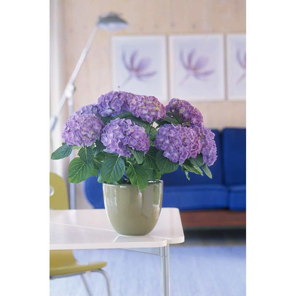 Hortensía Hydrangea 13cm margir litir