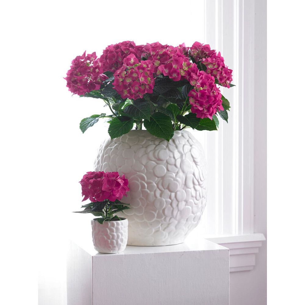 Hortensía Hydrangea 13cm margir litir