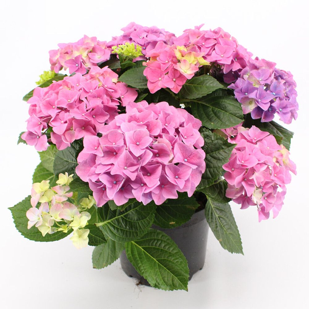 Hortensía Hydrangea 13cm margir litir