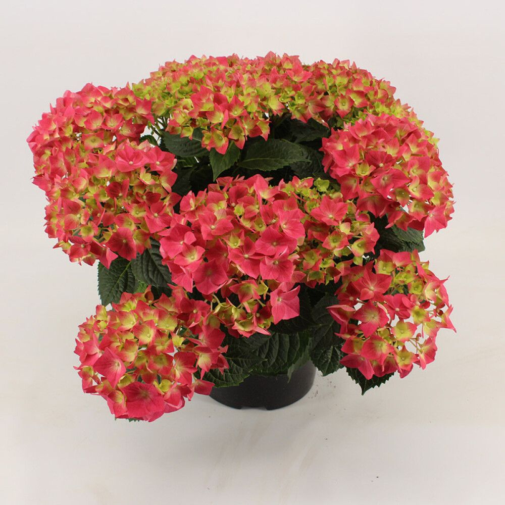 Hortensía Hydrangea 13cm margir litir