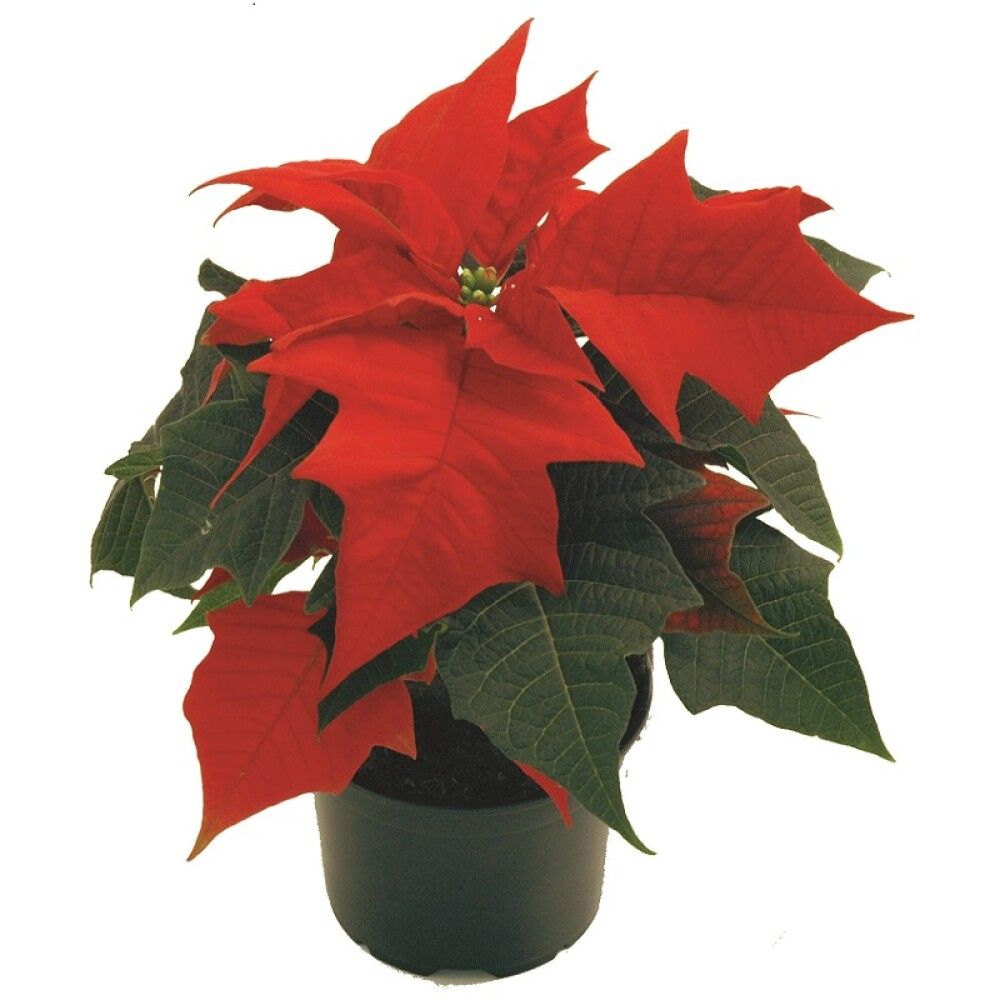 Jólastjarna 4-6 greinar Euphorbia 12cm