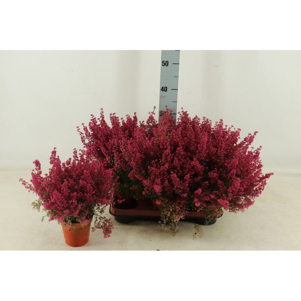 Erika Erica Gracilis 11cm