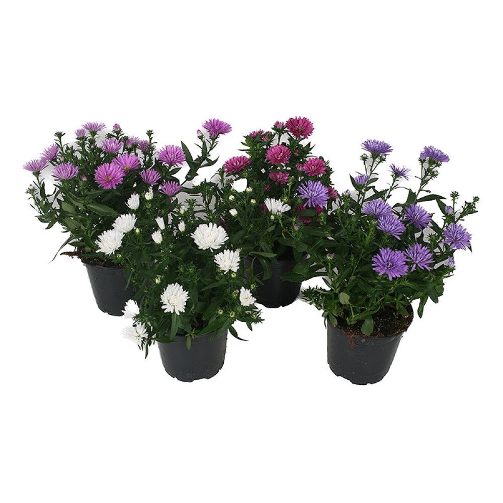 Stjörnufífill Aster Victoria 10cm