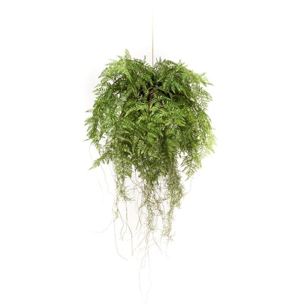 Gerviplanta hengi Burkni Emerald 55cm