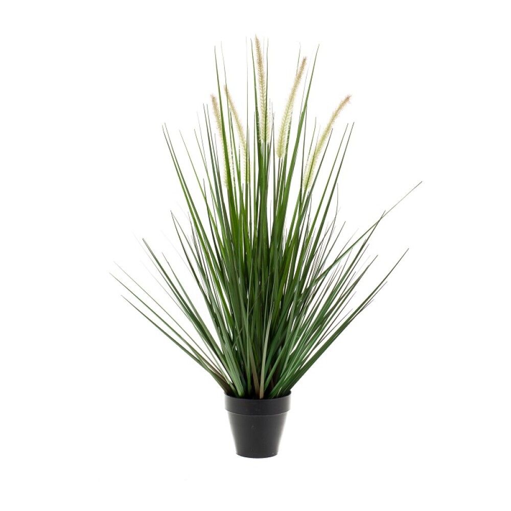 Gerviplanta gras Alopecurus Emerald 90cm